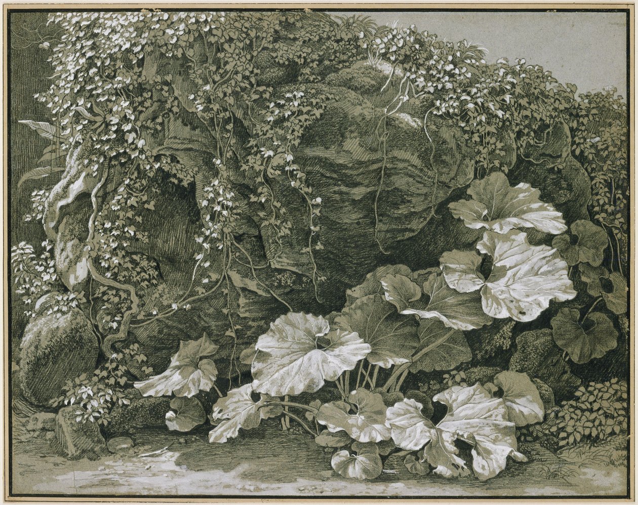 Plantes à grandes feuilles près d