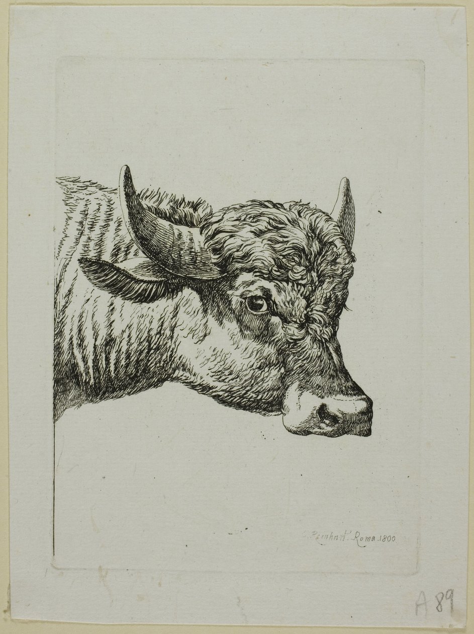 Tête de buffle, de Die Zweite Thierfolge - Johann Christian Reinhart