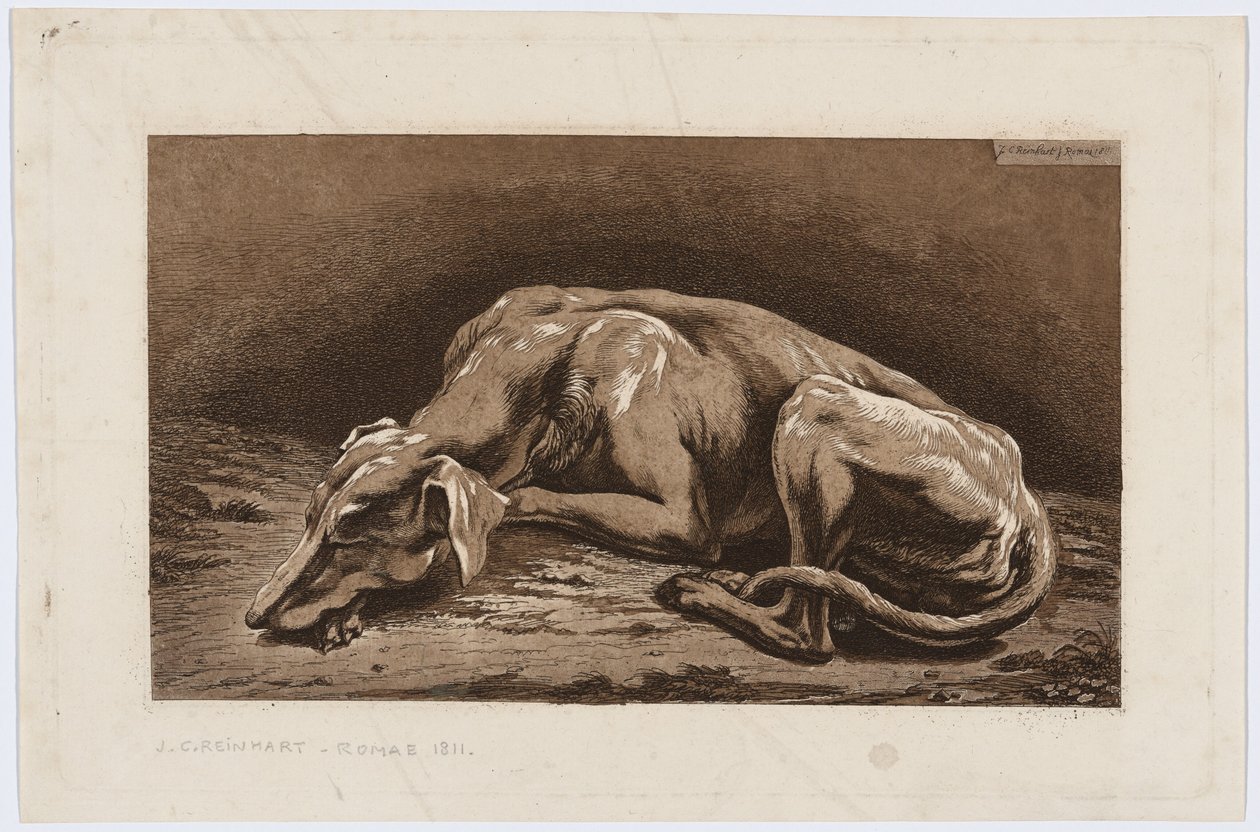 Lévrier endormi - Johann Christian Reinhart