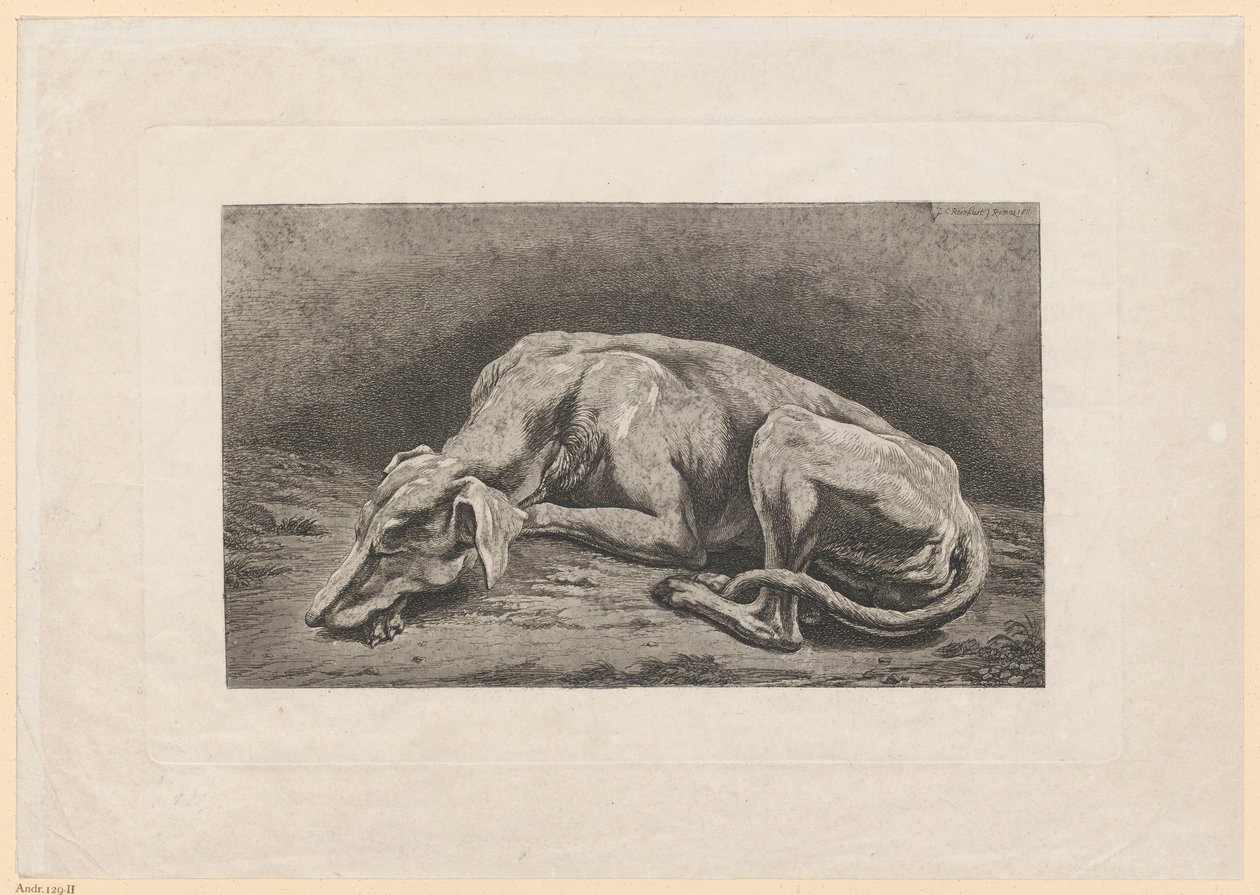 Lévrier endormi - Johann Christian Reinhart