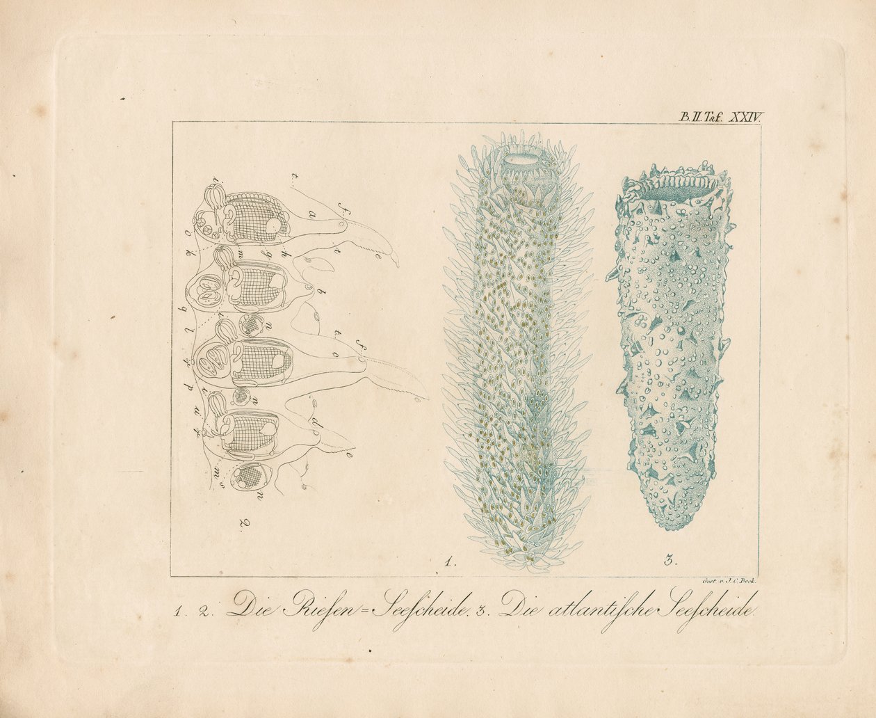Squale de mer géante et Squale de mer atlantique (gravure en couleur) - Johann Christoph Bock