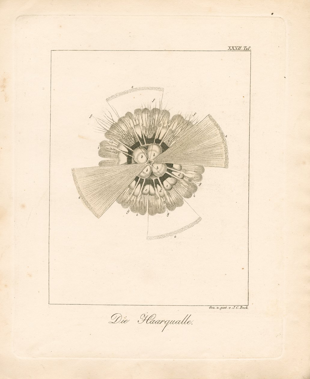  - Johann Christoph Bock