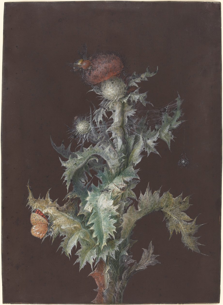 Chardon avec insectes - Johann Christoph Dietzsch