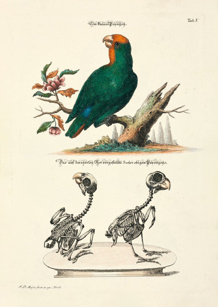  - Johann Daniel Meyer