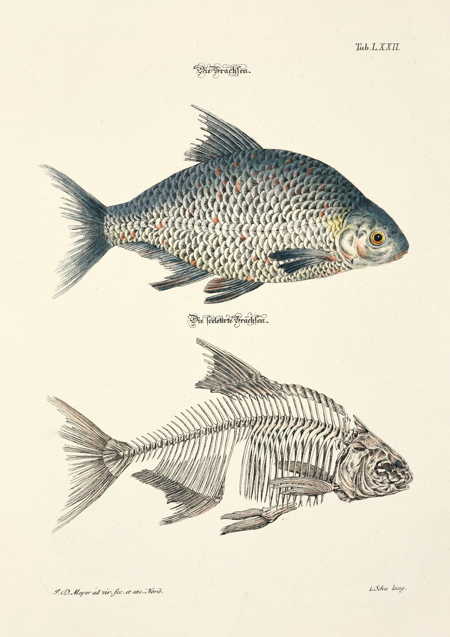  - Johann Daniel Meyer