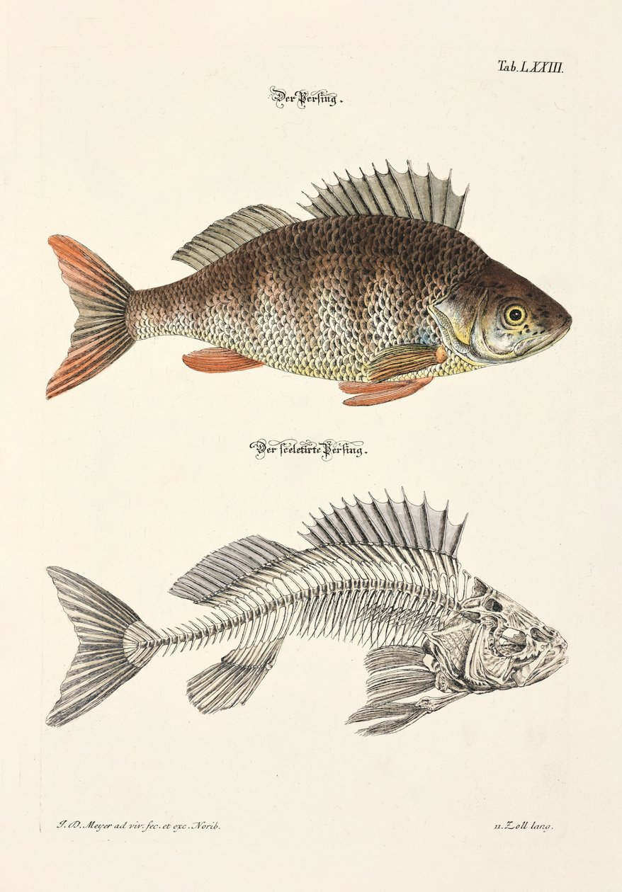  - Johann Daniel Meyer