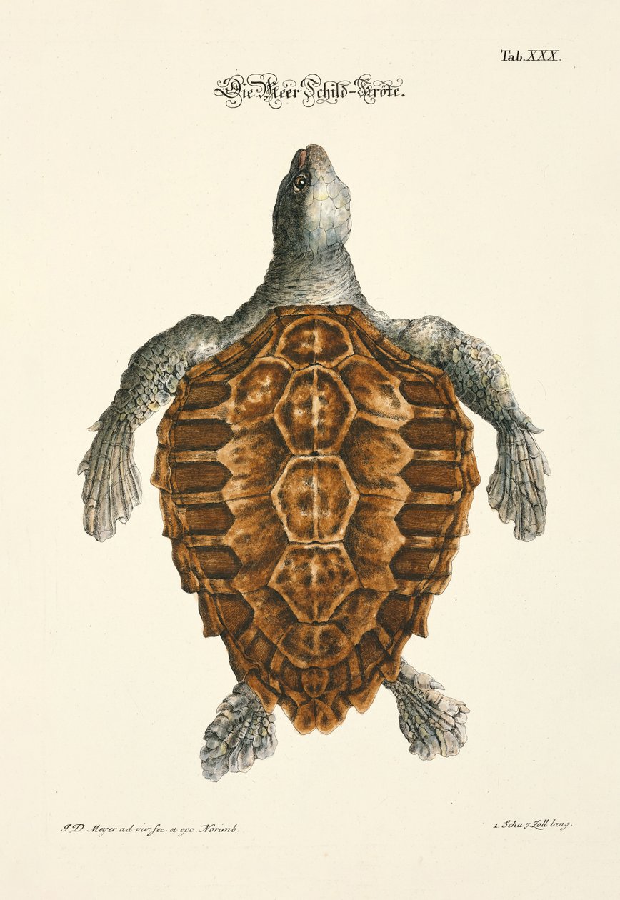  - Johann Daniel Meyer