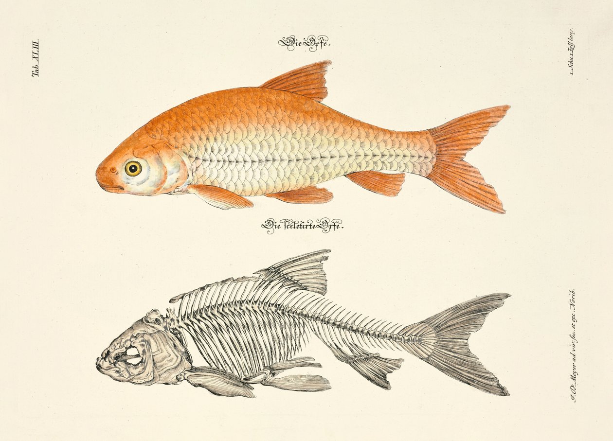  - Johann Daniel Meyer