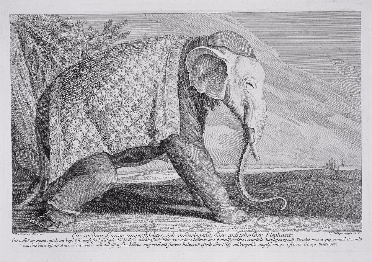 Un éléphant - Johann Elias Ridinger or Riedinger