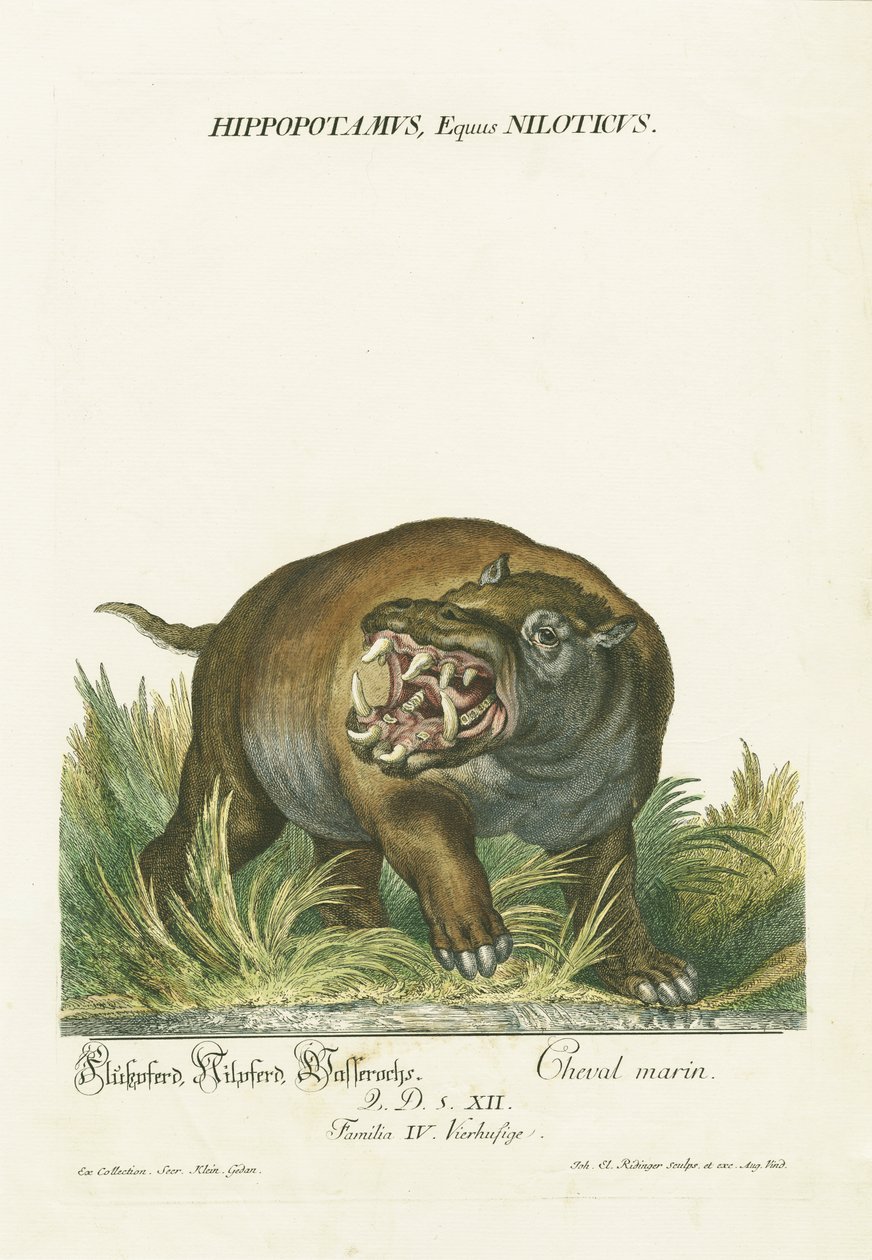 Hippopotame à la bouche ouverte - Johann Elias Ridinger