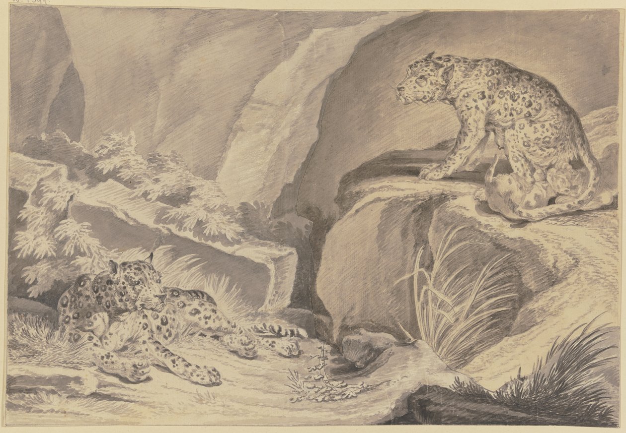 Deux jaguars avec leurs petits dans une crevasse rocheuse - Johann Elias Ridinger