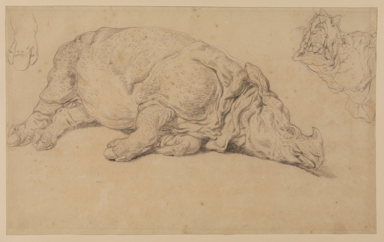 Rhinocéros couché sur le côté - Johann Elias Ridinger or Riedinger