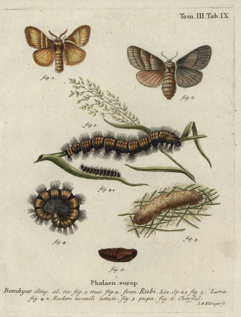 Bombyx du roncier, Macrothylacia rubi - Johann Georg Klinger