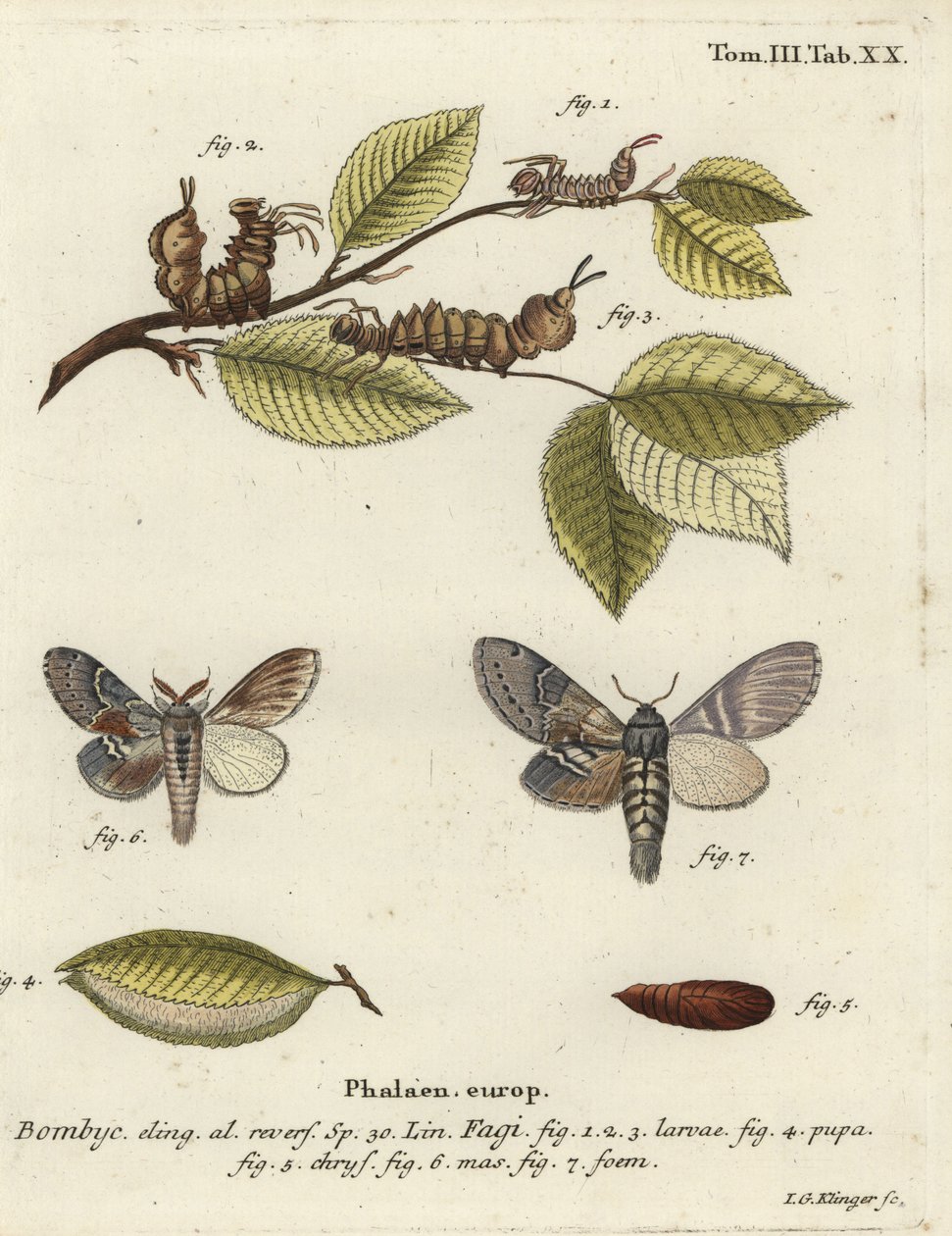 Papillon de homard, Stauropus fagi - Johann Georg Klinger