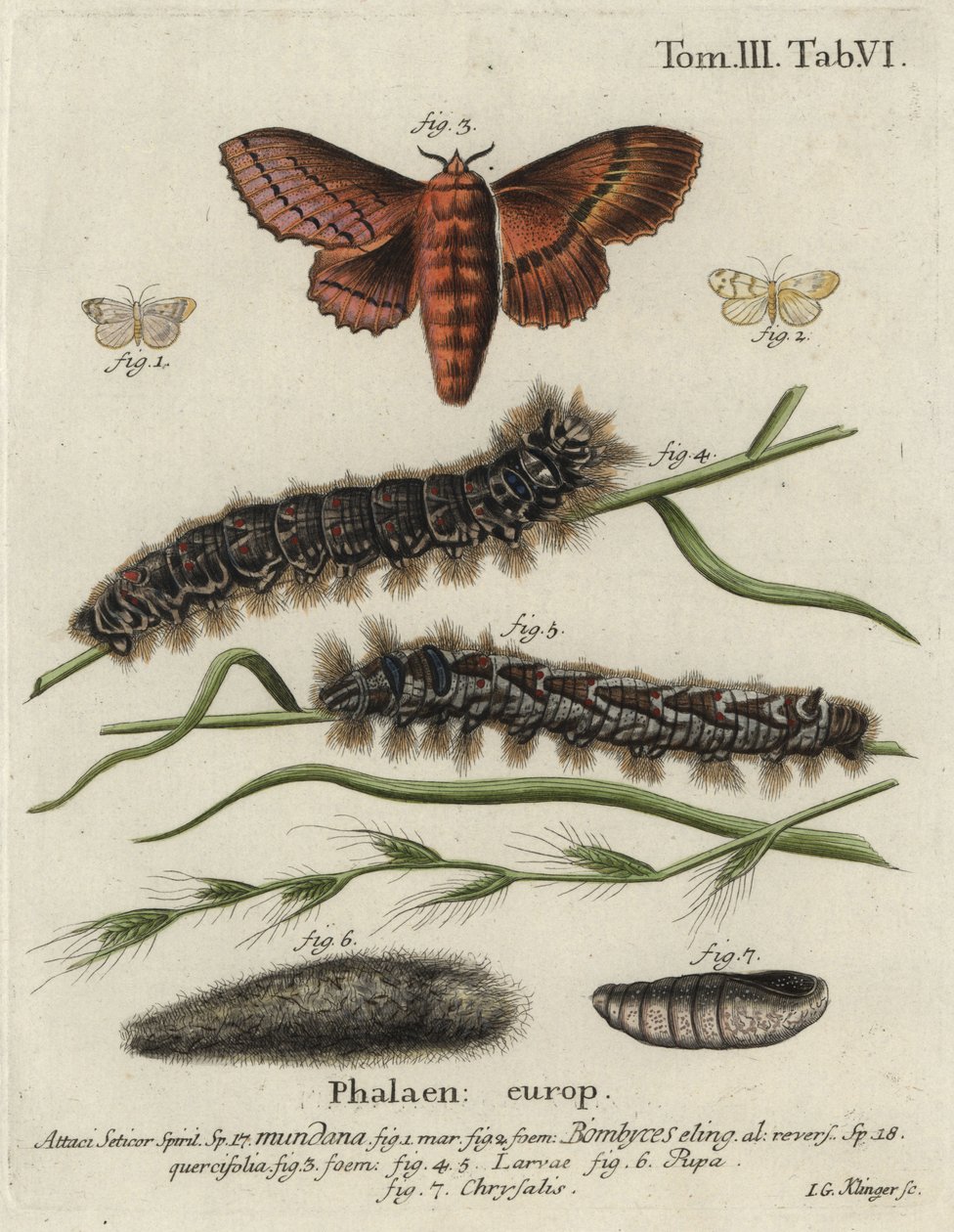 Bombyx muslin et bombyx du chêne - Johann Georg Klinger
