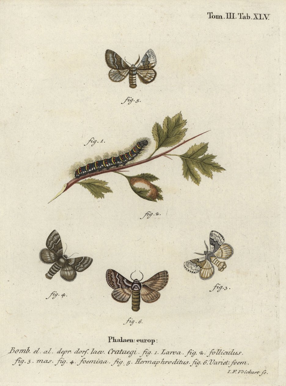 Bombyx du chêne pâle, Trichiura crataegi - Johann Georg Klinger