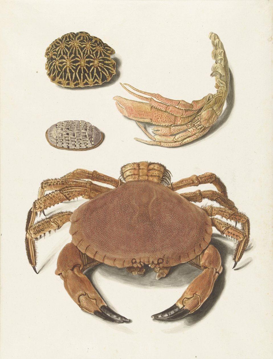 Un crabe, une pince de crabe et deux carapaces de tortues - Johann Gustav Hoch
