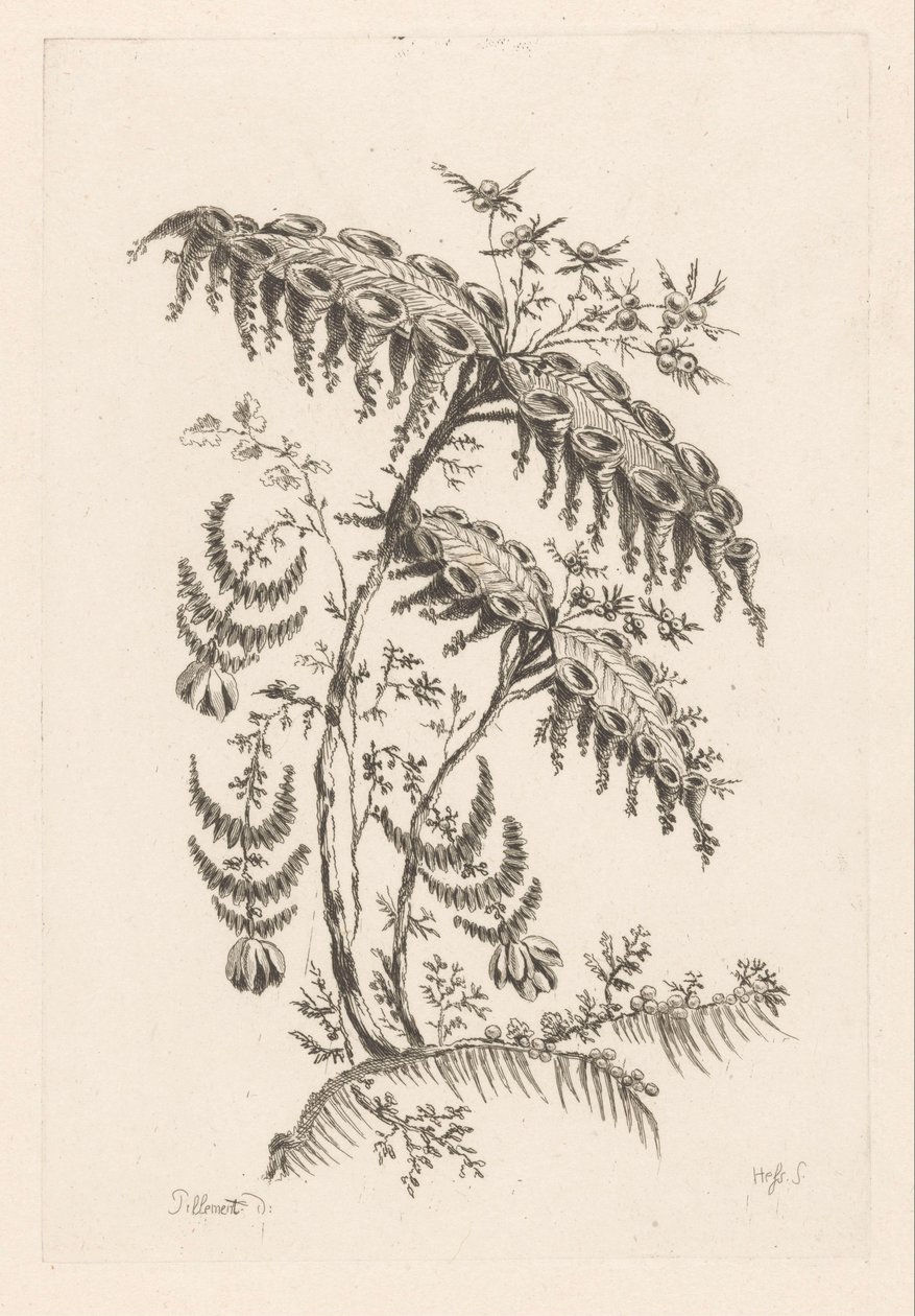 Feuilles avec formes de corne (Fleures Baroque) - Johann Heinrich  Hess