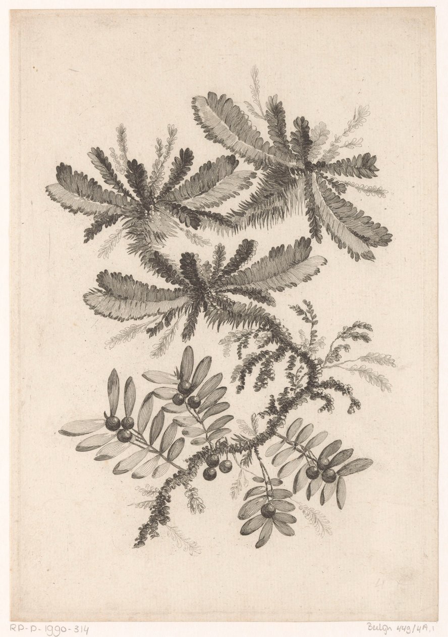Branches avec baies - Johann Heinrich  Hess