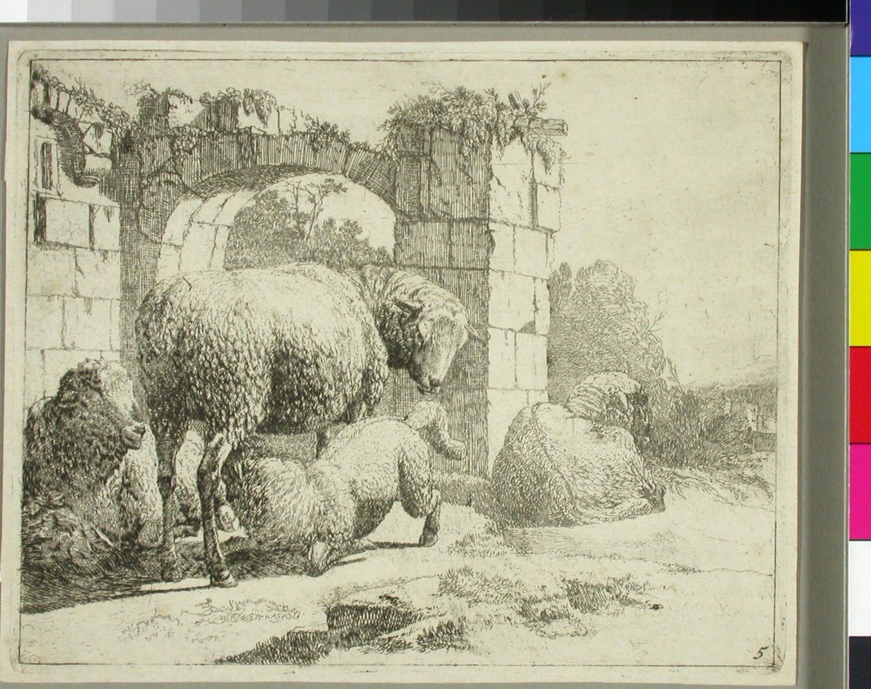 Moutons près d