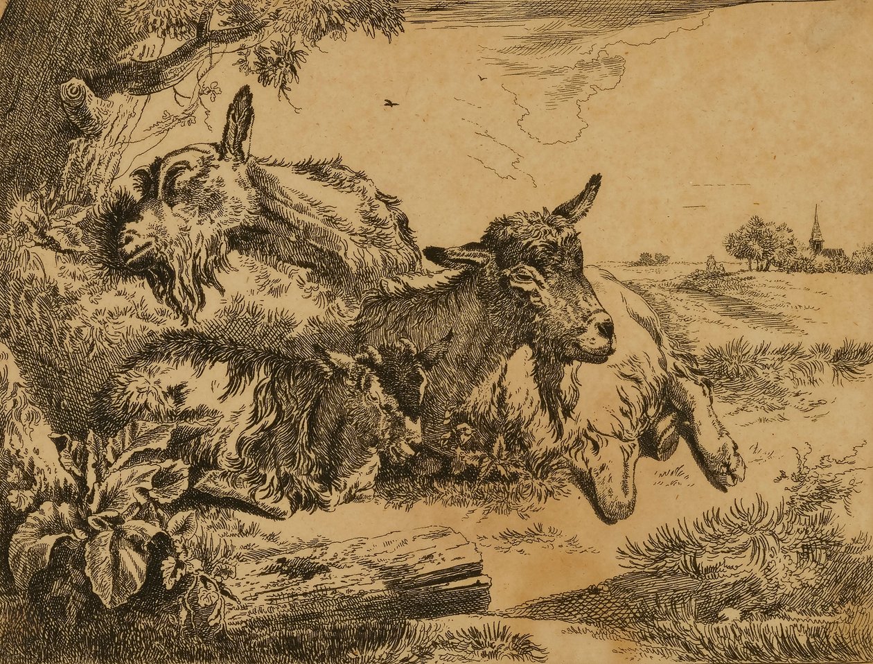 Deux chèvres et un chevreau - Johann Heinrich Roos