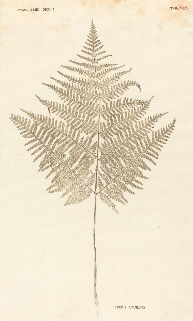 Pteris Aquilina - Johann Hieronymus Kniphof