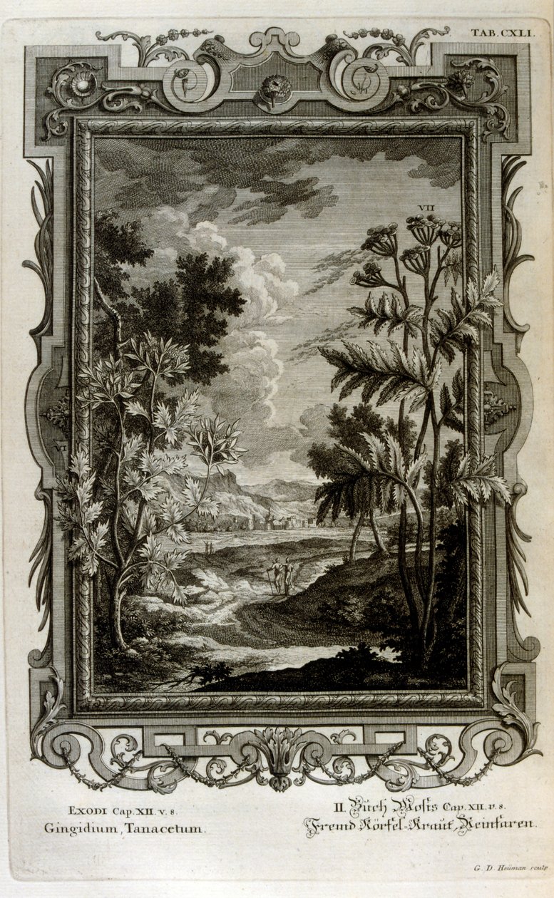 Illustration - Johann Jakob Scheuchzer