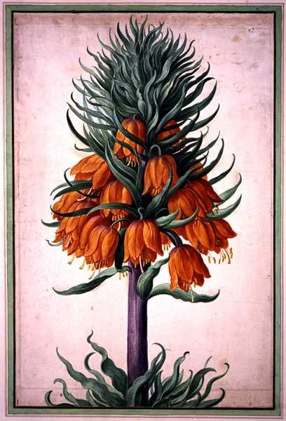 Fritillaria imperialis (couronne impériale) planche 25 du Nassau Florilegium - Johann Jakob Walther