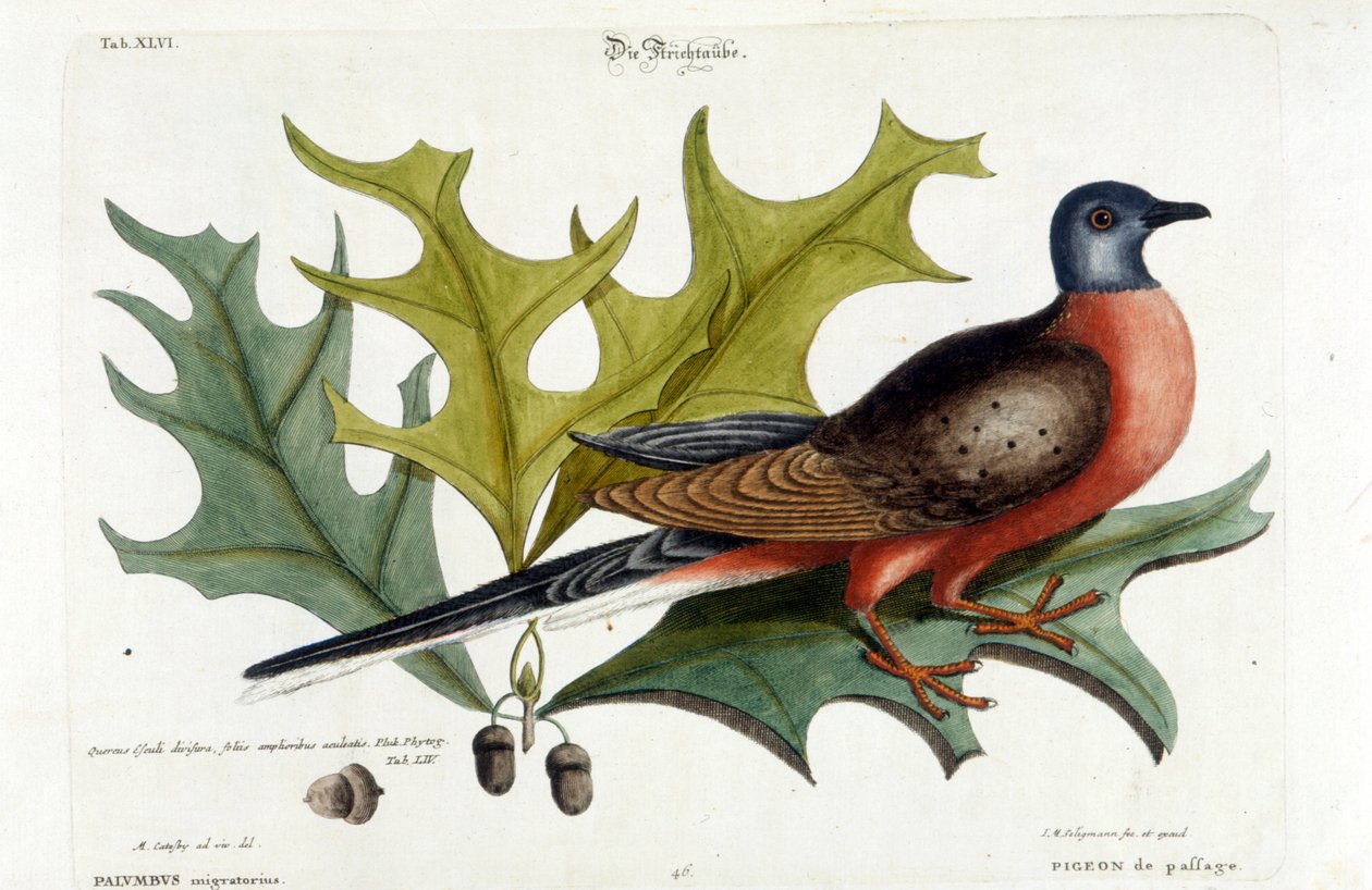 Pigeon migrateur, maintenant éteint. Zoo, Seligman 1749 - Johann Michael Seligmann