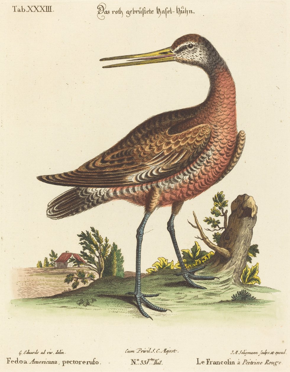 Fedoa Americana, pectore ruso - Johann Michael Seligmann after George Edwards