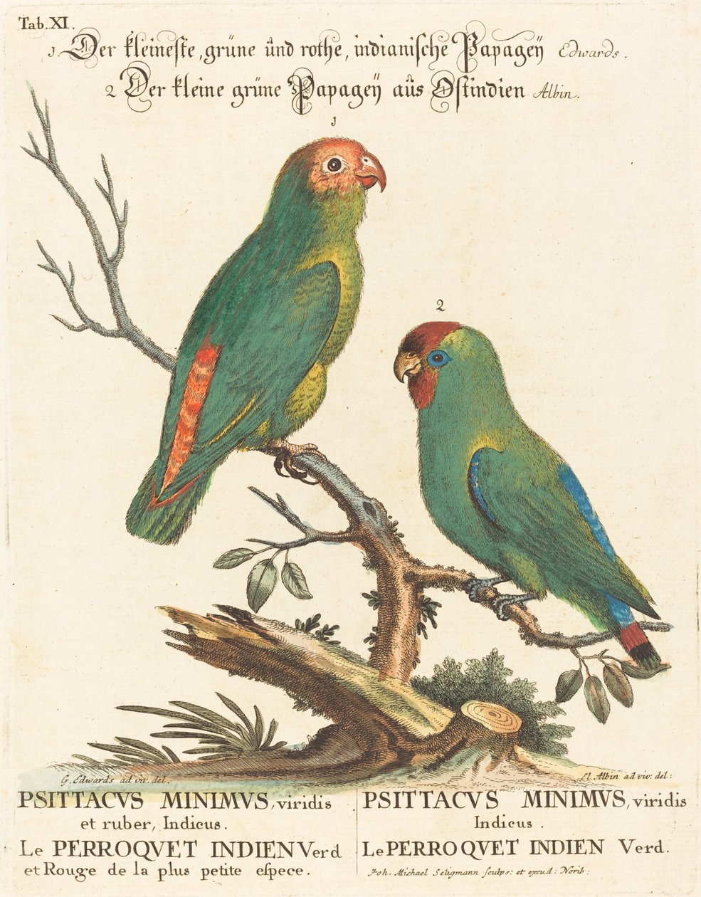Perroquet (Le Perroquet Indien. Psittacus Minimus) - Johann Michael Seligmann after George Edwards