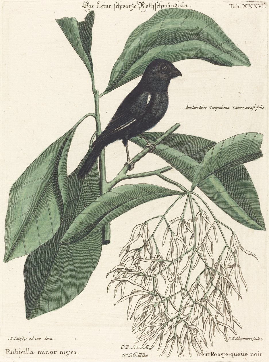 Le petit bouvreuil noir (Rubicilla minor nigra) - Johann Michael Seligmann after Mark Catesby