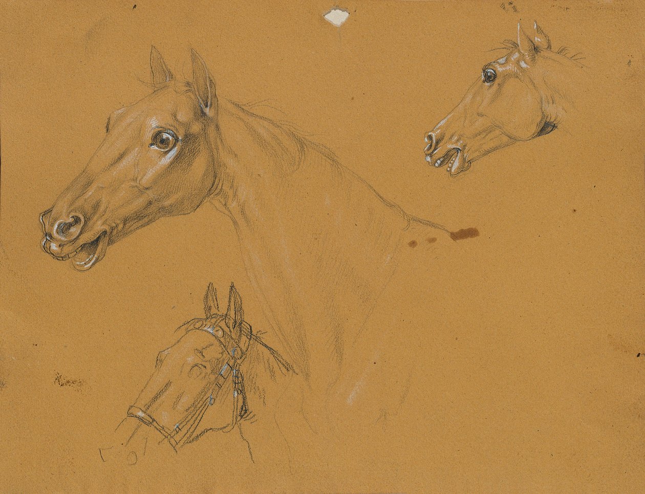 Étude de cheval pour "L