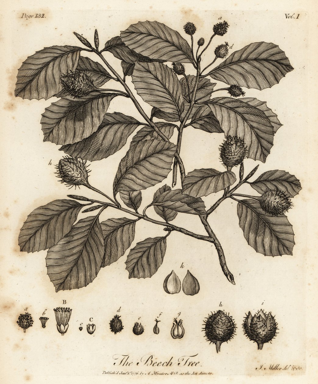 Hêtre européen ou hêtre commun, Fagus sylvatica - Johann Sebastien Muller