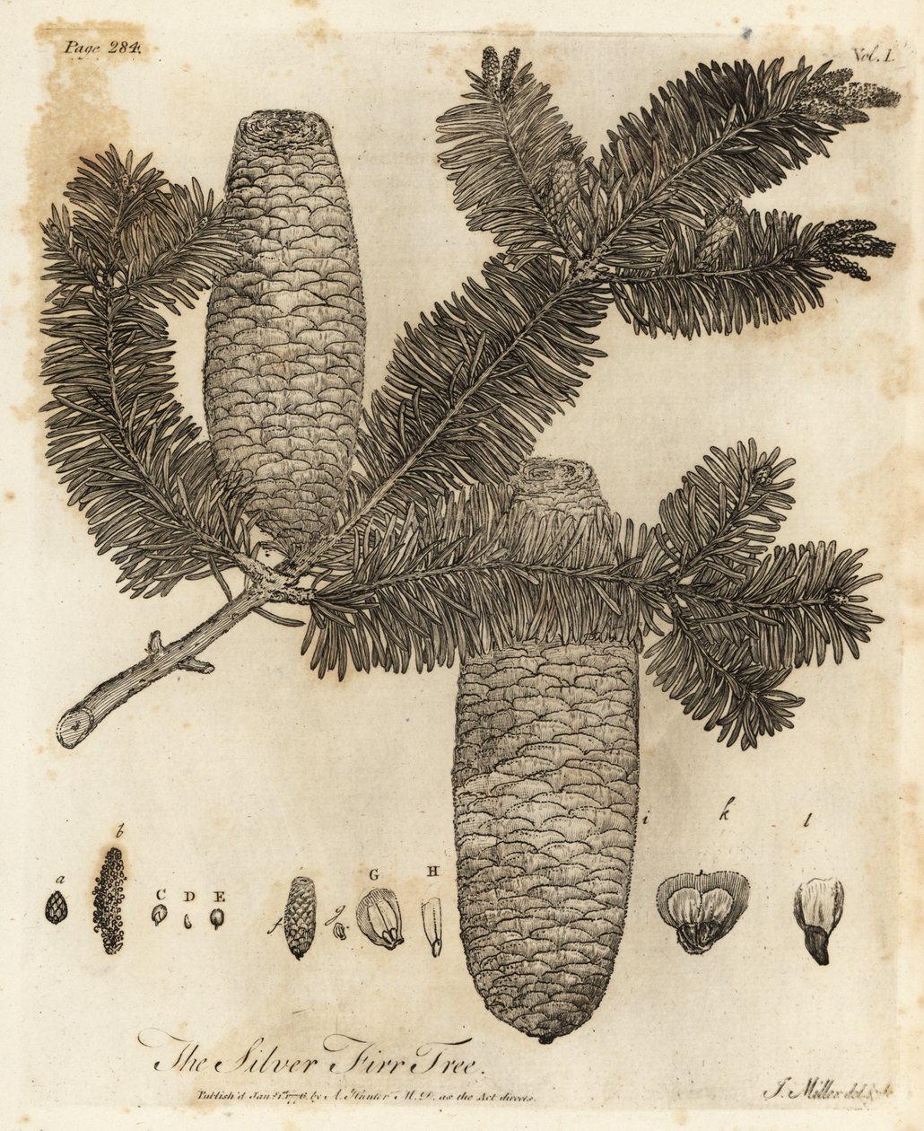 Sapin argenté européen, Abies alba - Johann Sebastien Muller