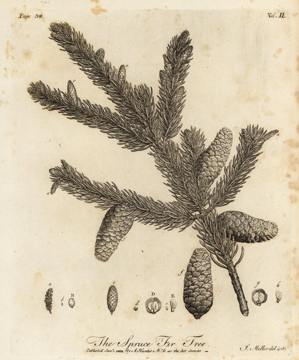 Épicéa de Norvège, Picea abies - Johann Sebastien Muller