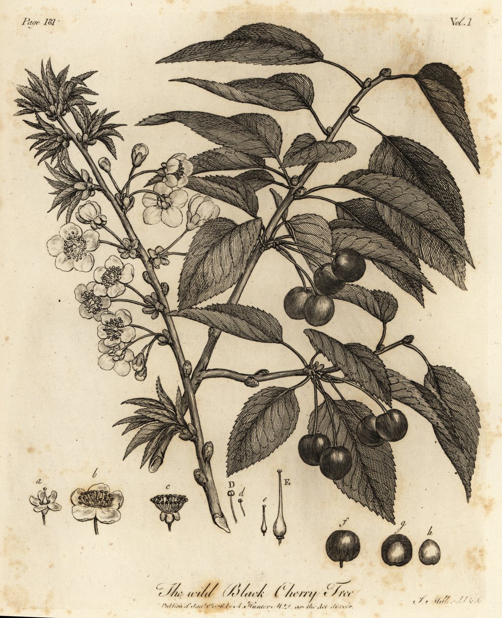 Griottier, Prunus cerasus - Johann Sebastien Muller