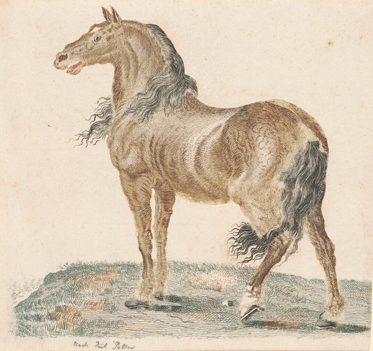 Le cheval hennissant, années 1690 - Johann Teyler