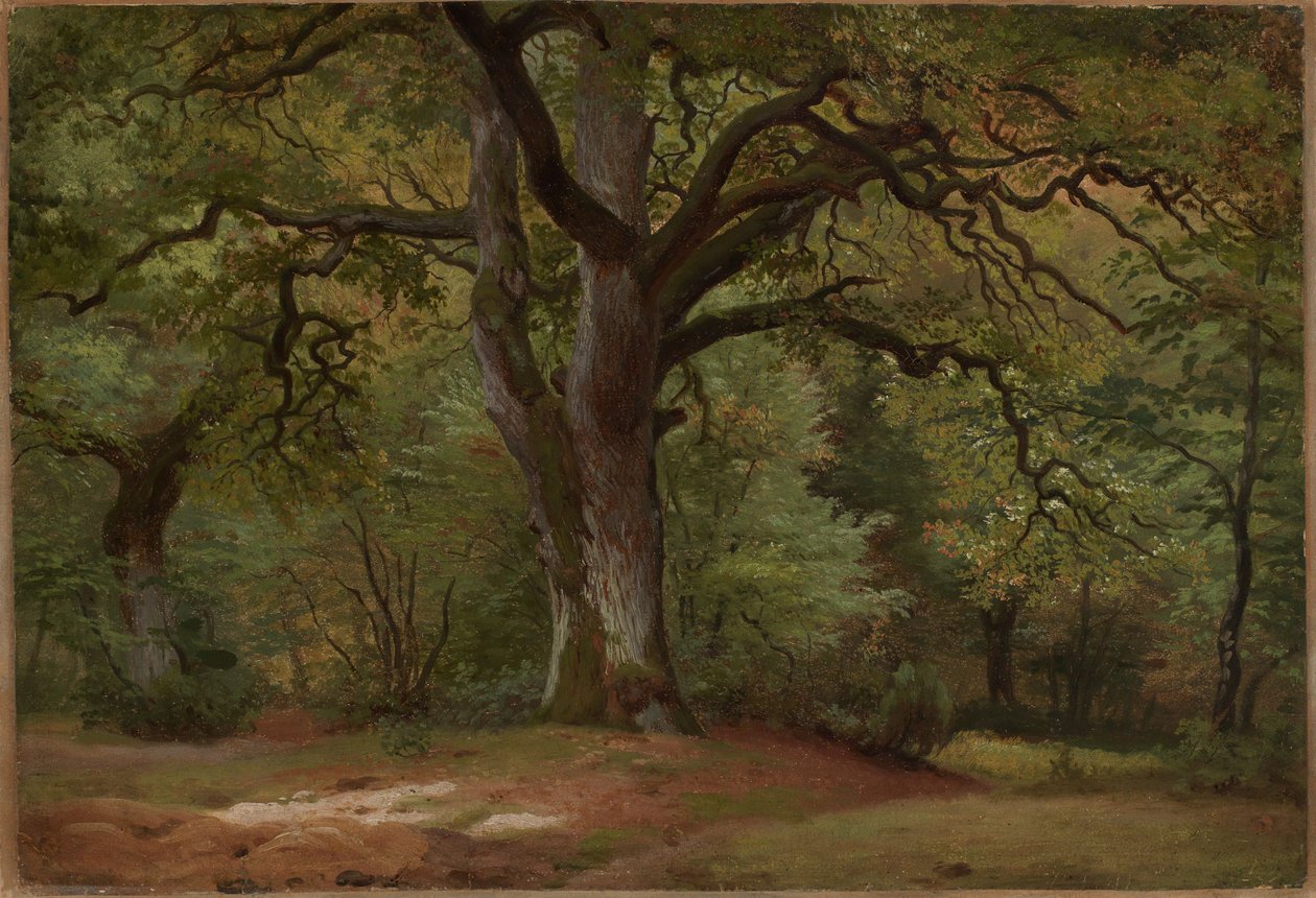 Forêt de chênes dans le Solling - Johann Wilhelm Schirmer