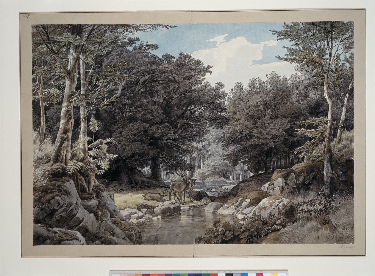 Intérieur de forêt avec des cerfs au bord de l