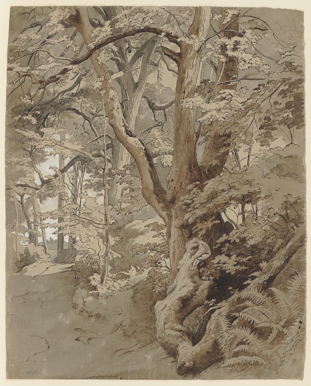 Scène forestière avec un chêne et des fougères - Johann Wilhelm Schirmer