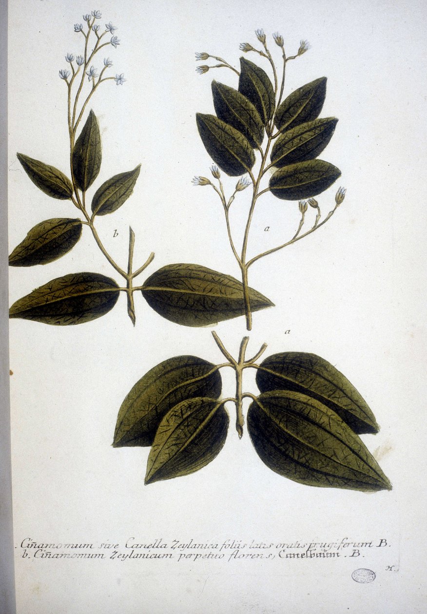 Cinnamomum Zeylanicum (Cinnamome de Ceylan) - Gravure de l
