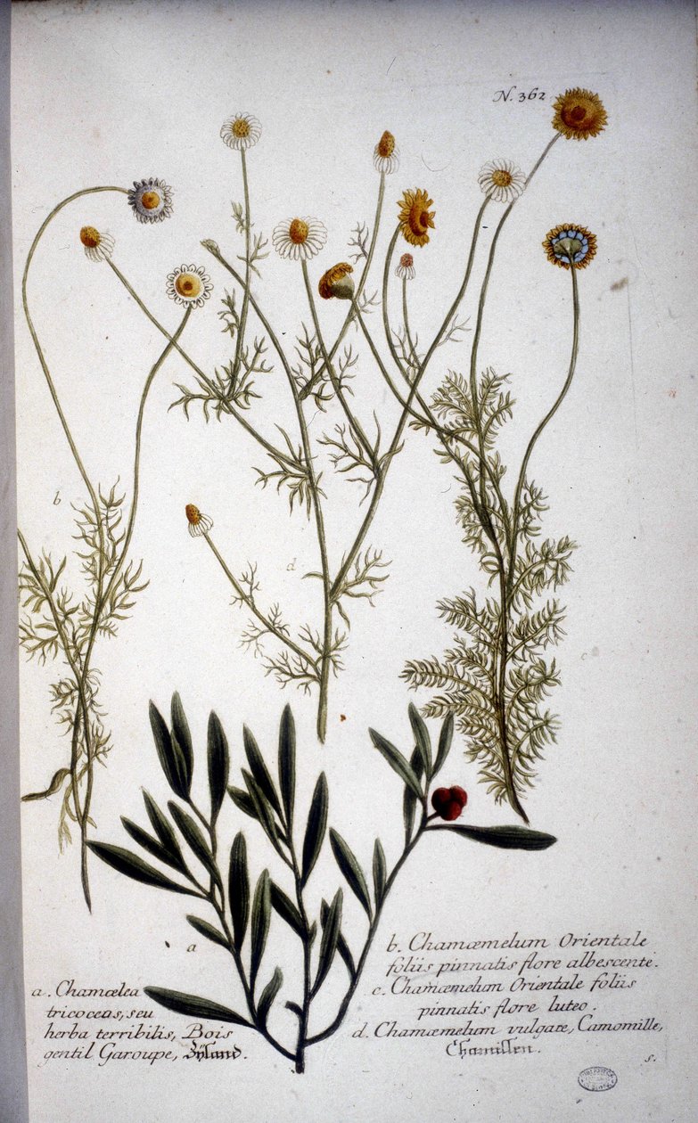 Plusieurs espèces de Chamaemelum (camomille) - Dans « Herbarium » de J.W. Weinmann en 1737. - Johann Wilhelm Weinman