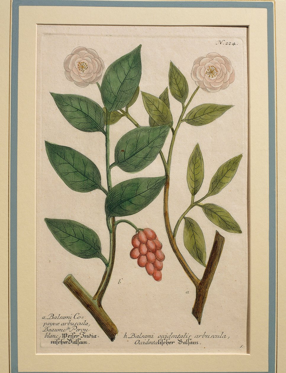 Balsami occidentalis arbuscula, gravure en couleur - Johann Wilhelm Weinmann