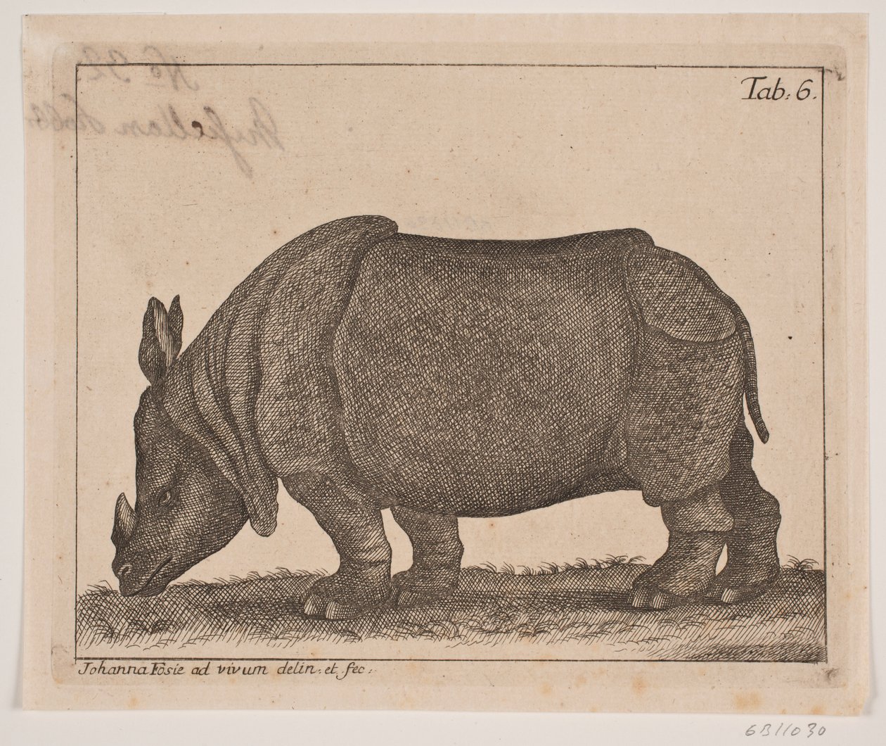 Un rhinocéros - Johanna Fosie