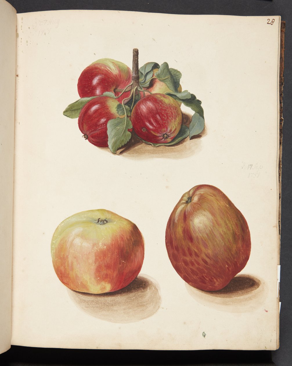 Étude de pommes - Johanna Fosie