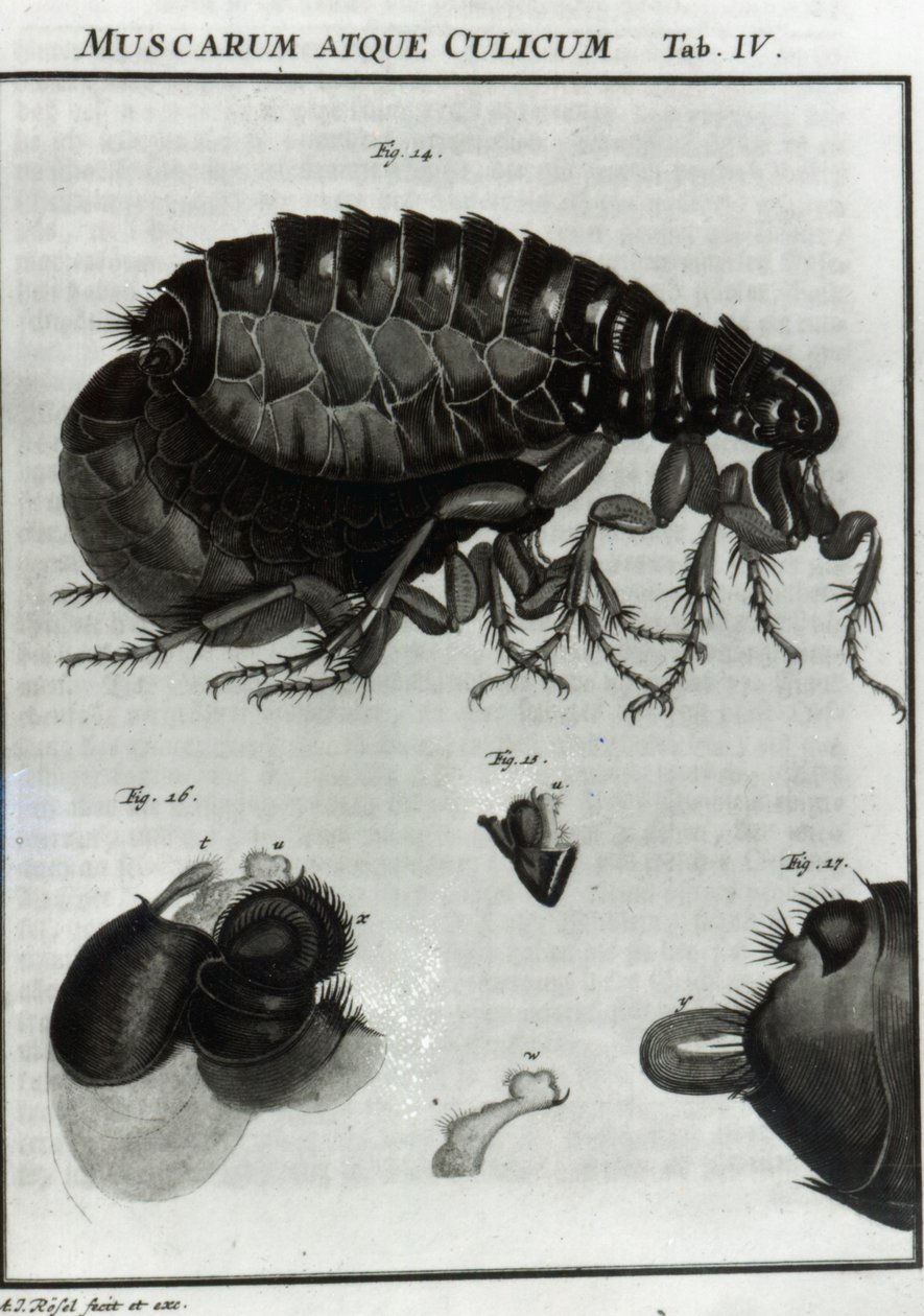 Tableau IV des mouches et des puces - August Johann Rösel von Rosenhof