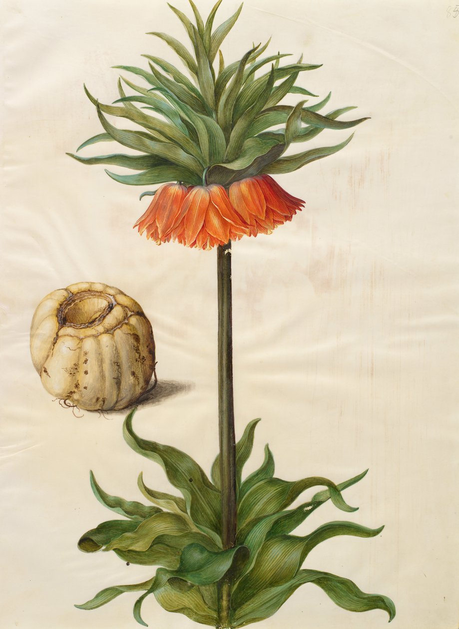 Fritillaria imperialis - Johannes Simon Holtzbecher