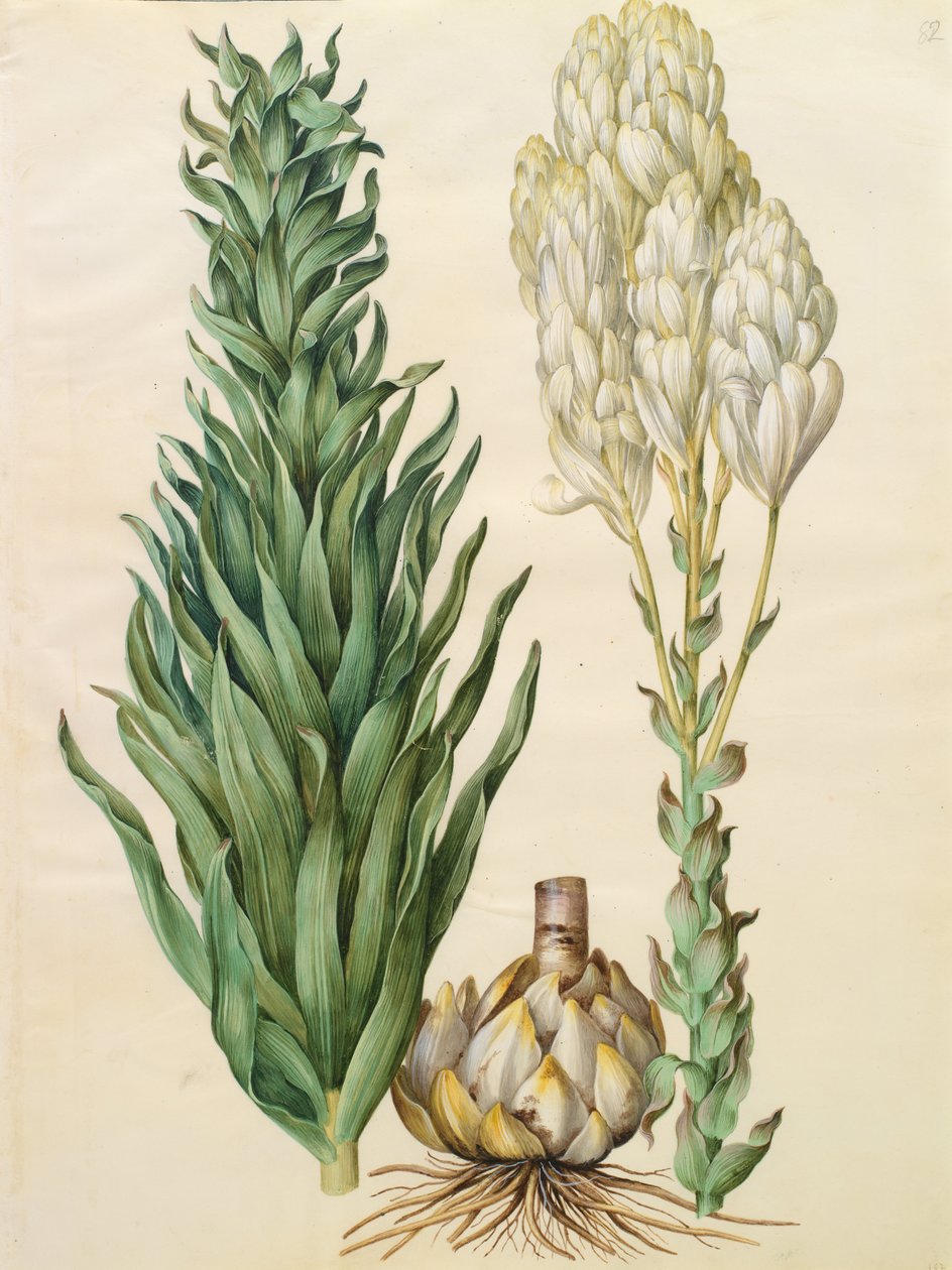 Lilium candidum monstrosum - Johannes Simon Holtzbecher