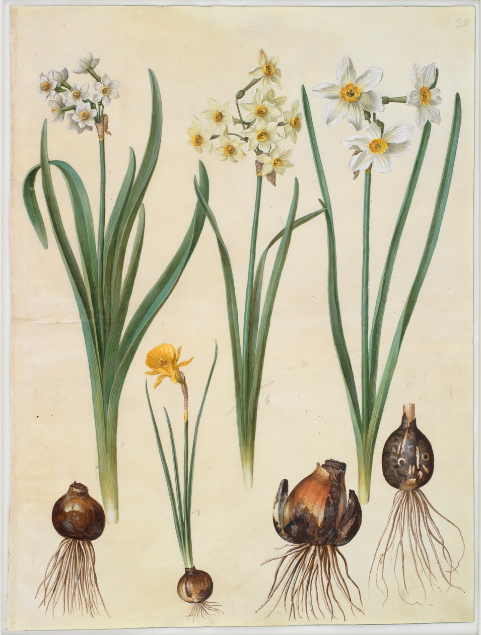 Narcissus tazetta; Narcissus orientalis; Corbularia bulbocodium - Johannes Simon Holtzbecker